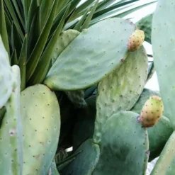 Cactus Toner Pads