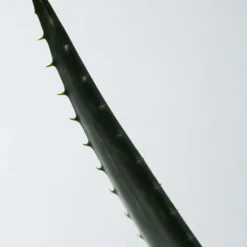 Soothing Aloe Vera Gel