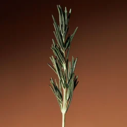 Vitalizing Rosemary Concentrated Essence
